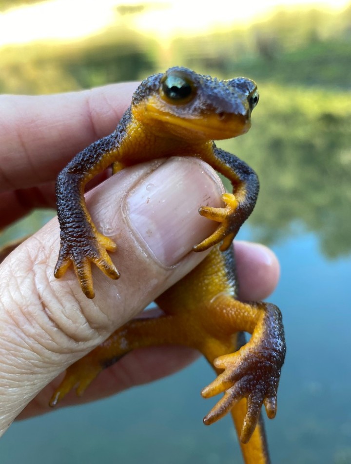 California Newt